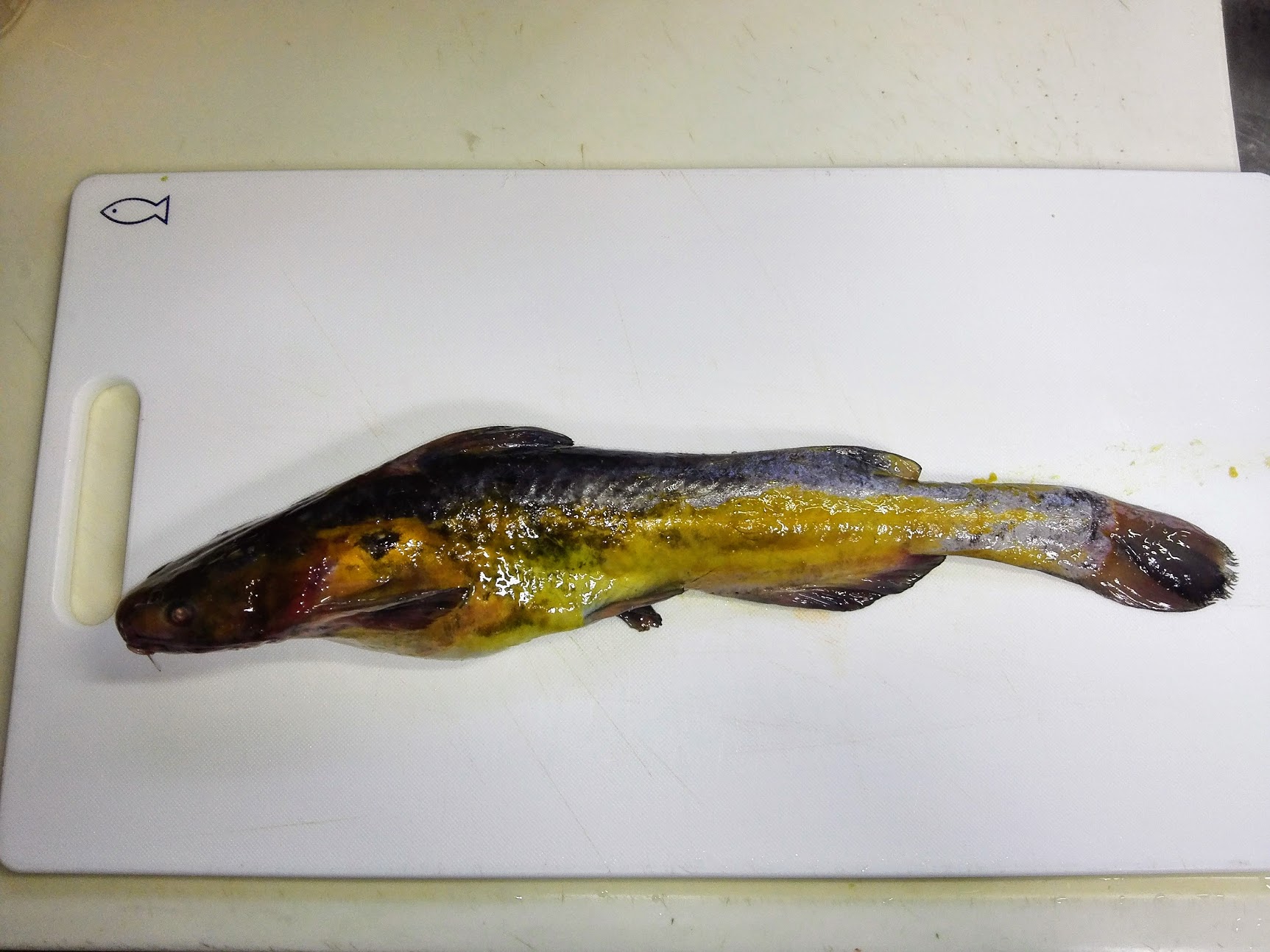 美味しい淡水魚 ギギを食べてみたら優秀な味だった ヌローライフ