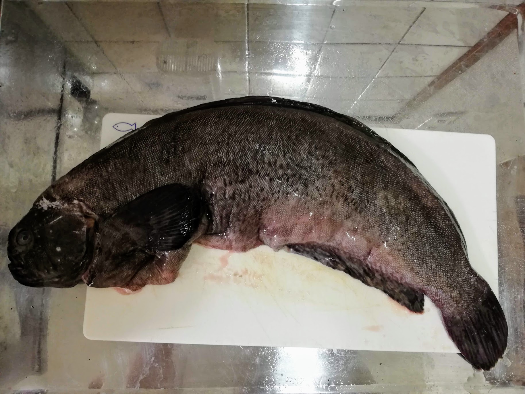 珍食材マニアが選ぶ 見た目も味も珍しい魚介類トップ５ ヌローライフ