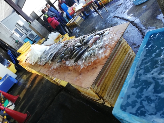 鮮魚販売の魚の陳列