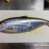 岡山限定のお魚『ヒラ』は捌くのが大変だけど美味しい！