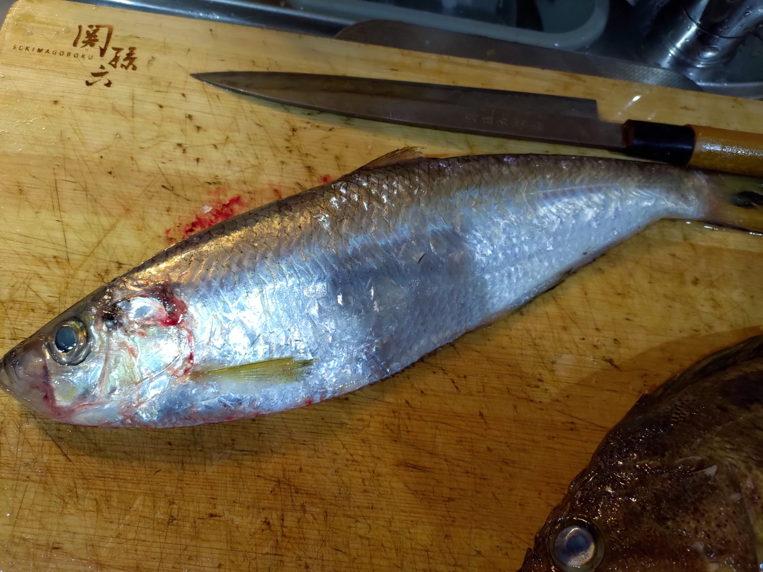 銀色に輝く魚 その名は有明ターポン ヌローライフ