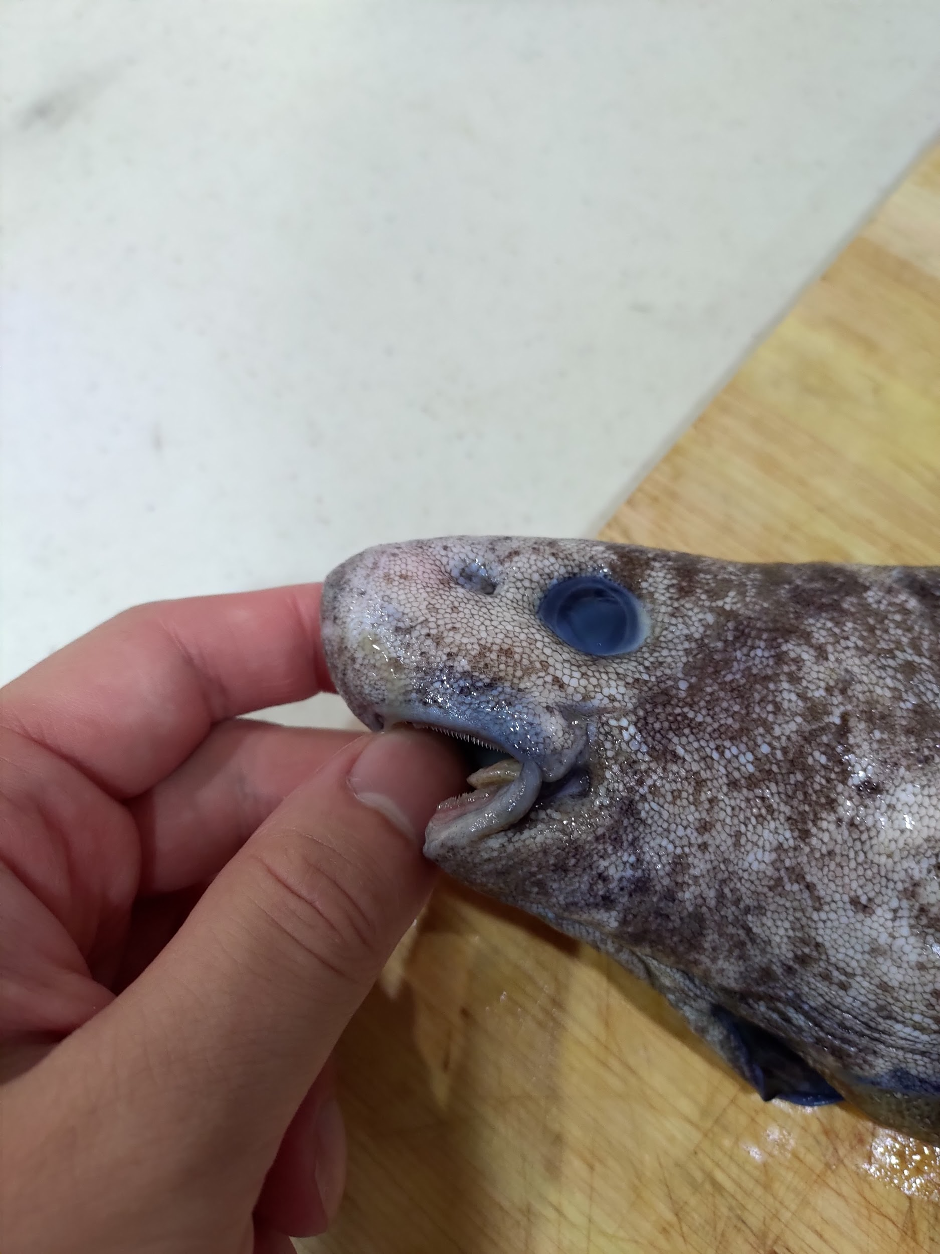 ふわとろの絶品レア深海魚 クロソコギスの紹介 ヌローライフ