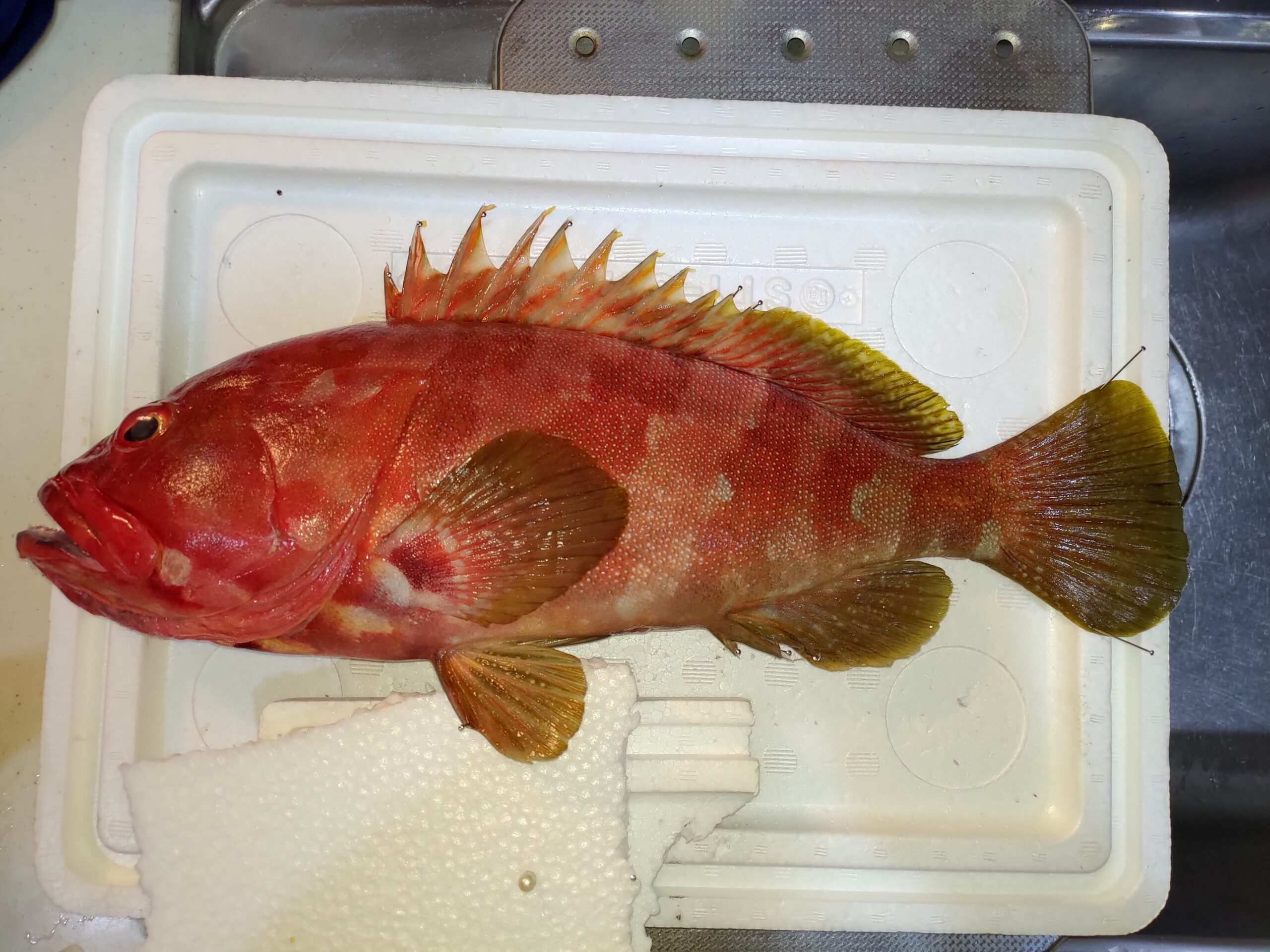 鮮やかな高級魚 シモフリハタ食べてみた ヌローライフ