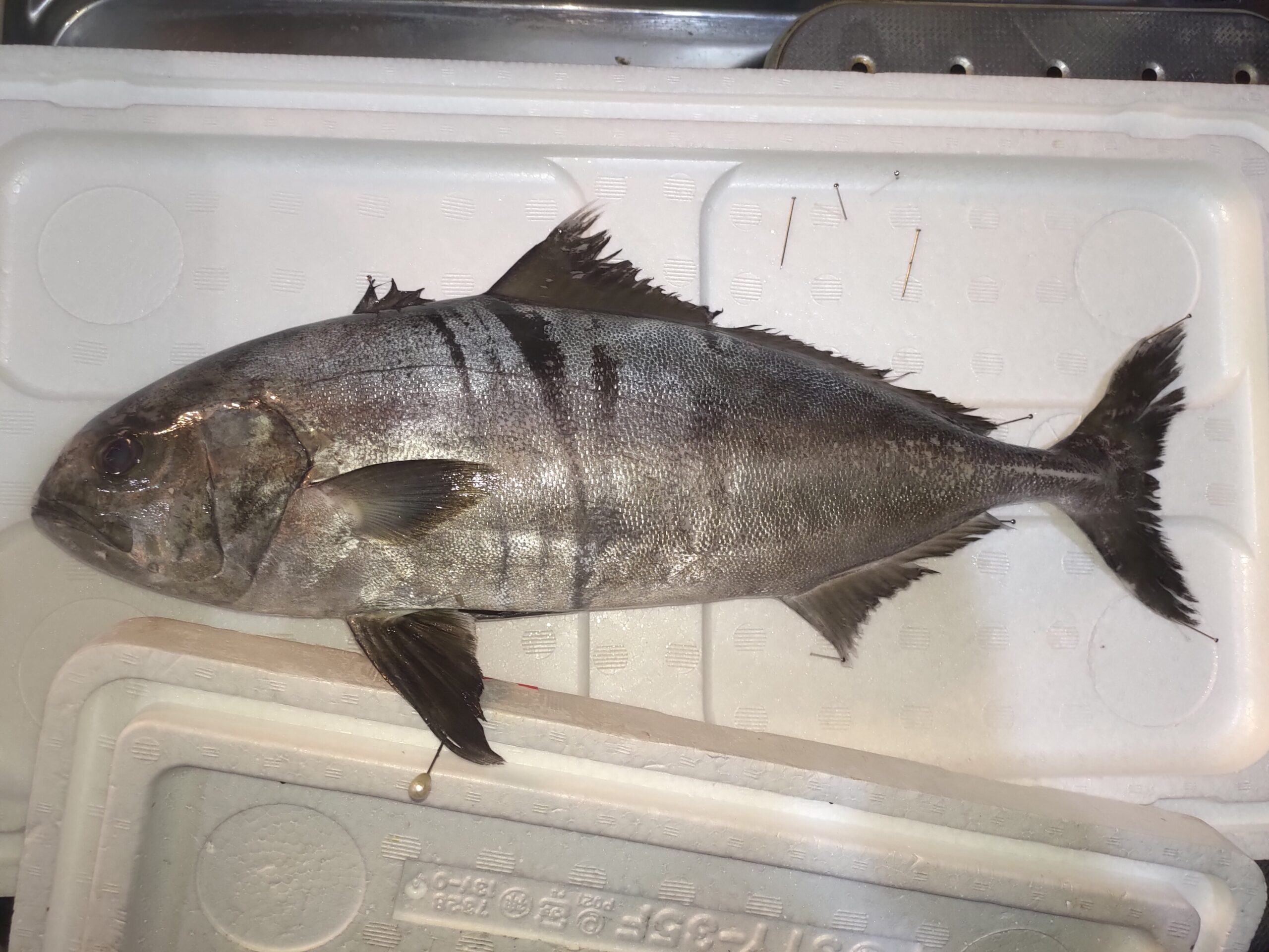 珍魚 アイブリ はブリそっくり ヌローライフ