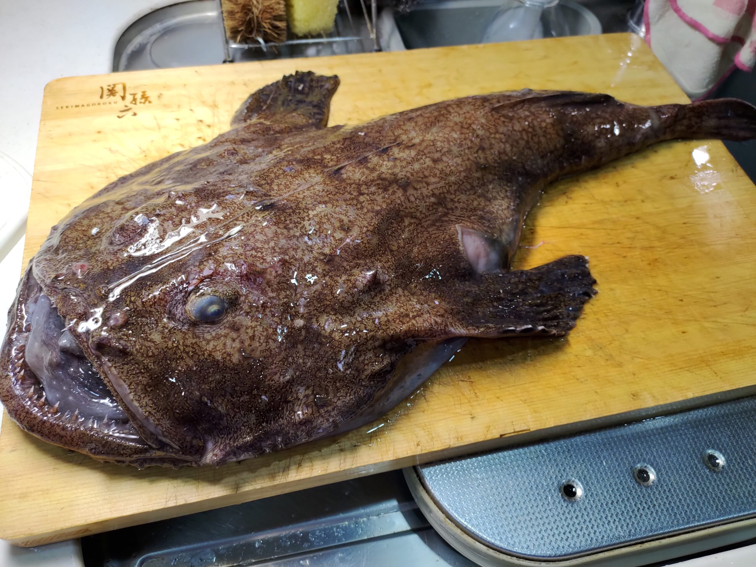 冬限定の絶品高級魚 アンコウ を自宅で捌いて食べる ヌローライフ