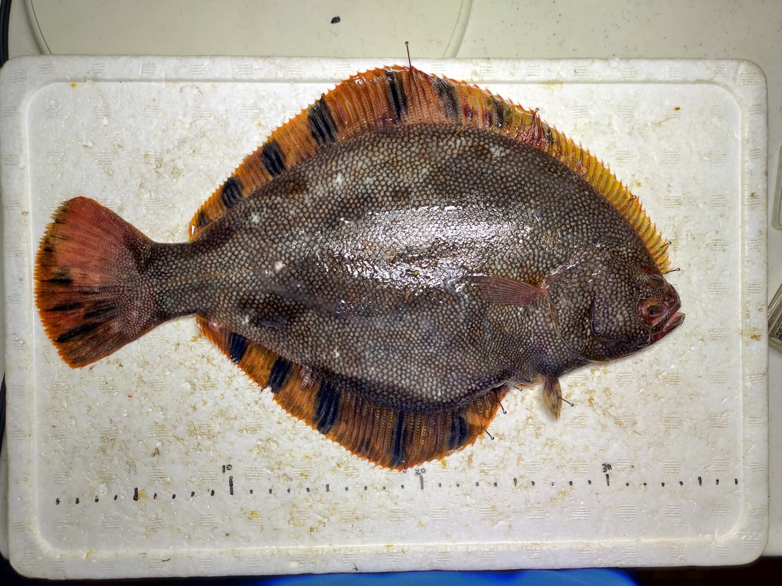 鰈の王 マツカワ を食べ尽くす ヌローライフ