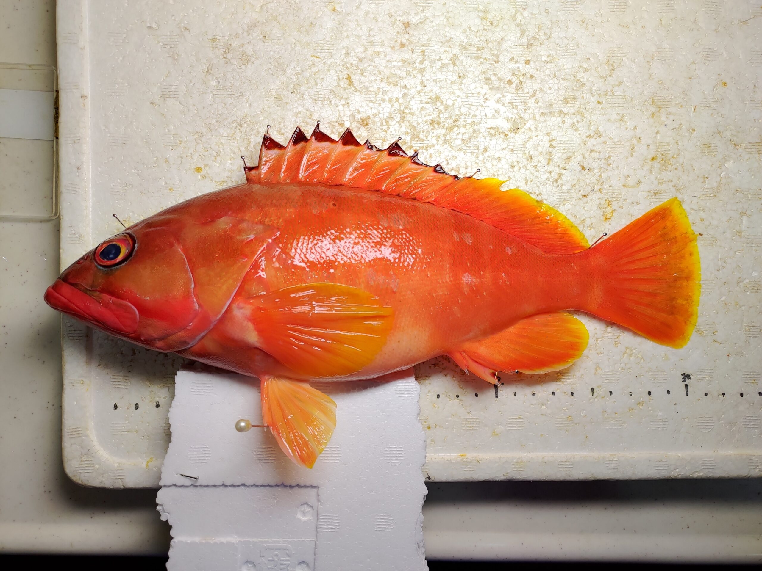 プロの方が釣ったアカハタを食べ尽くす ヌローライフ