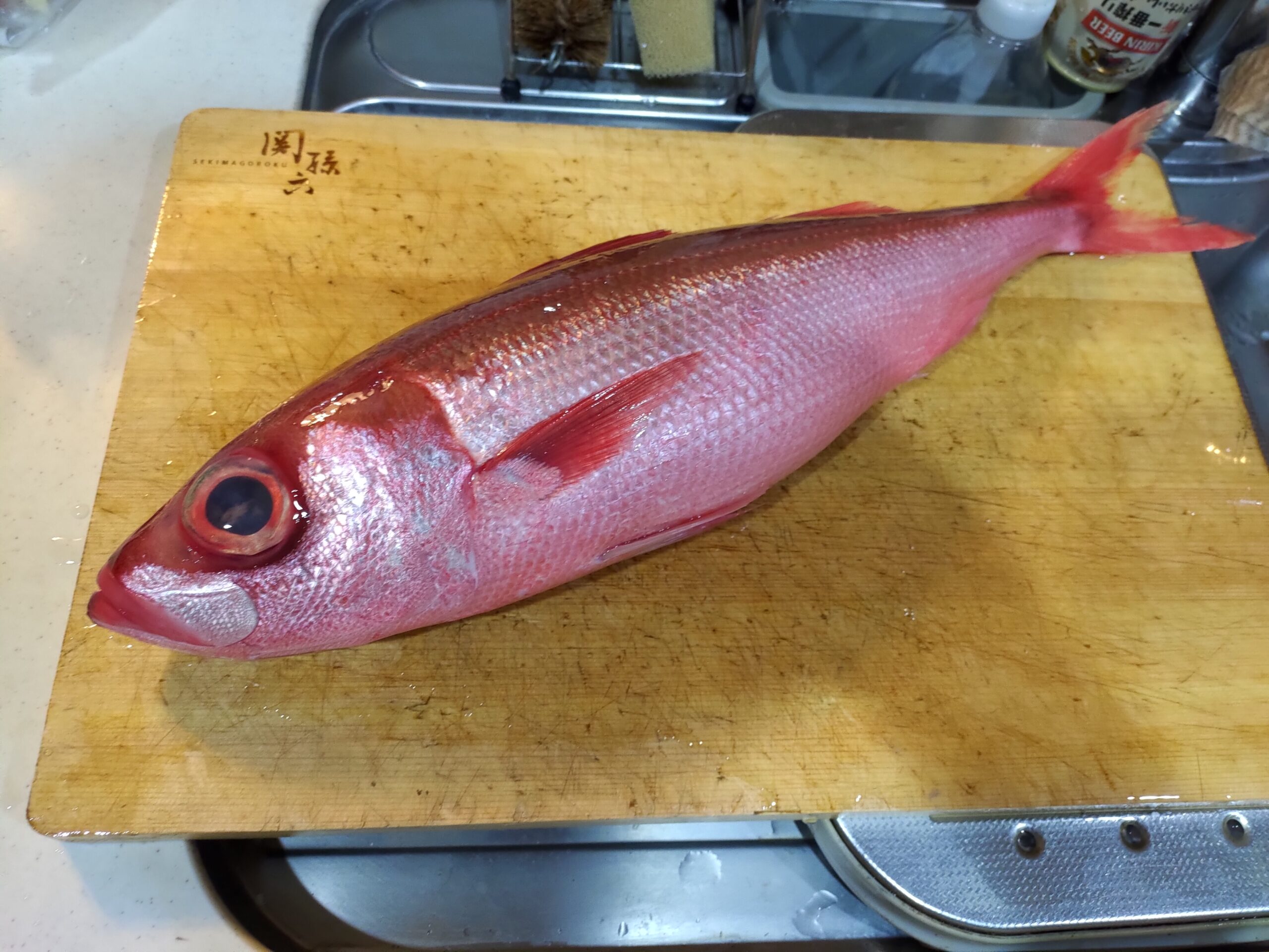 赤いのに白身魚 ハチビキとはどんな魚 ヌローライフ