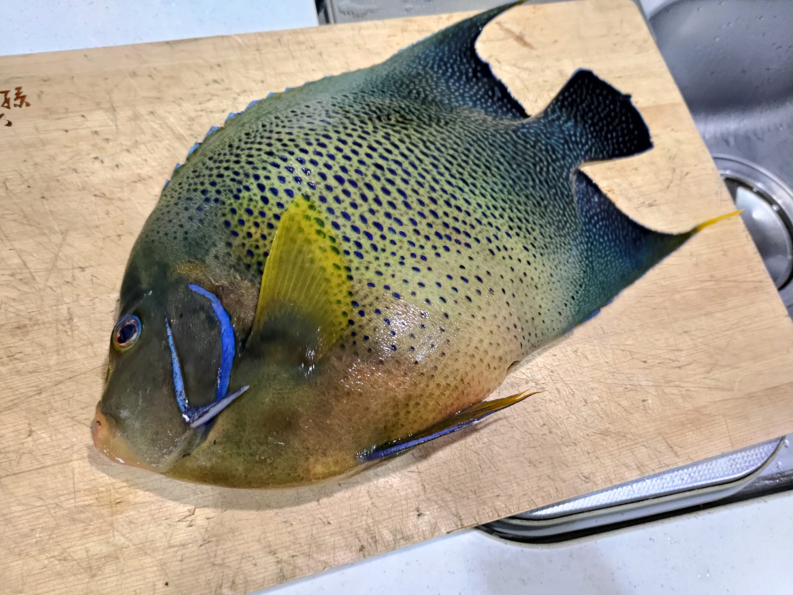 人気熱帯魚サザナミヤッコ食べてみた 日本の台所 豊洲市場で発見 ヌローライフ