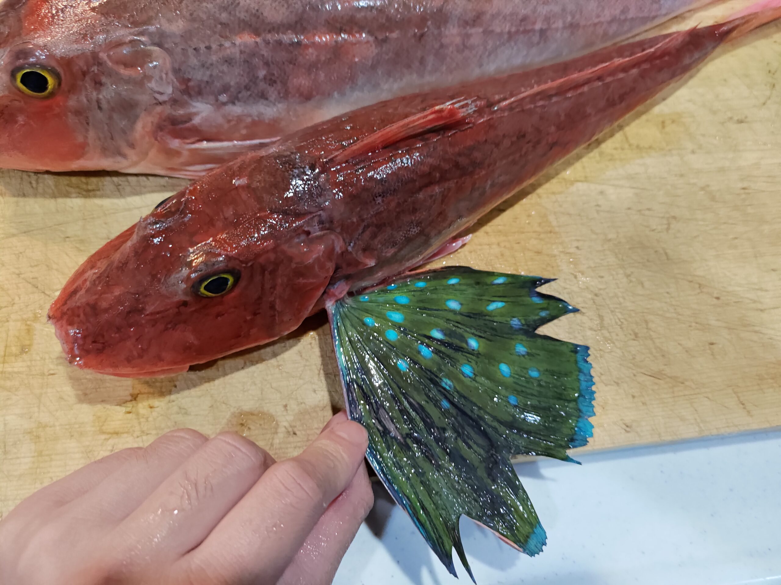 鳴く魚 ホウボウは絶品だった まるで海の孔雀 ヌローライフ