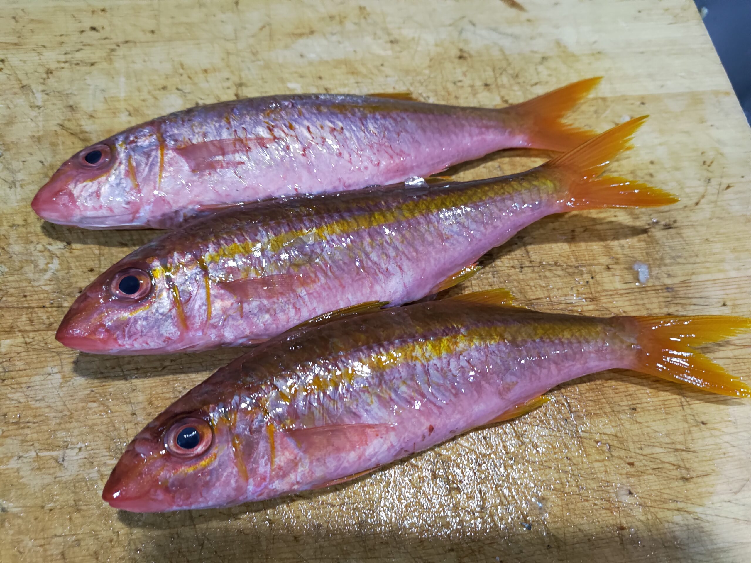 真っ赤に酔っ払った魚 赤いオジサンことアカヒメジを食べる ヌローライフ