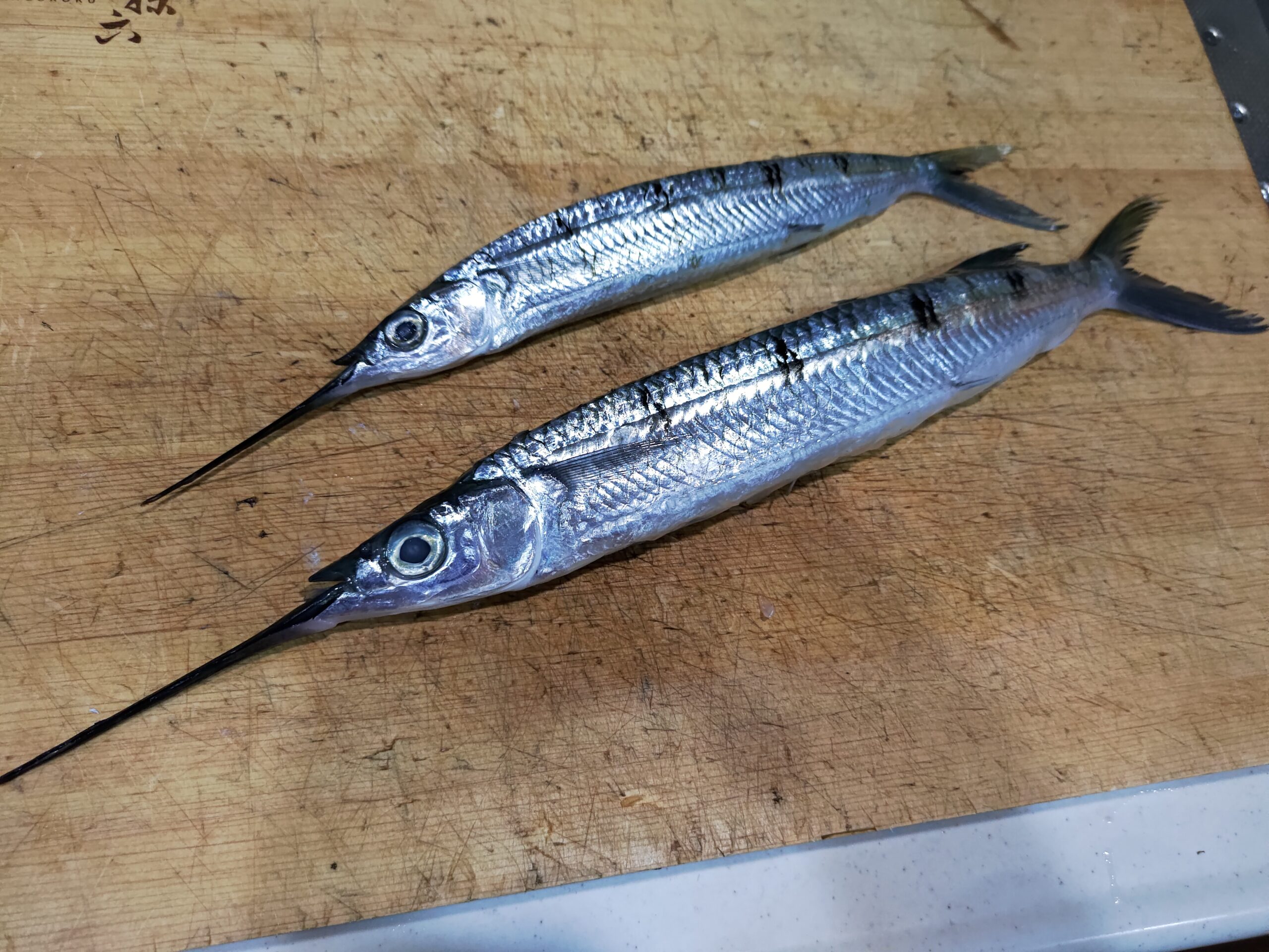 星模様の珍しいホシザヨリを旬の春に食べる ヌローライフ