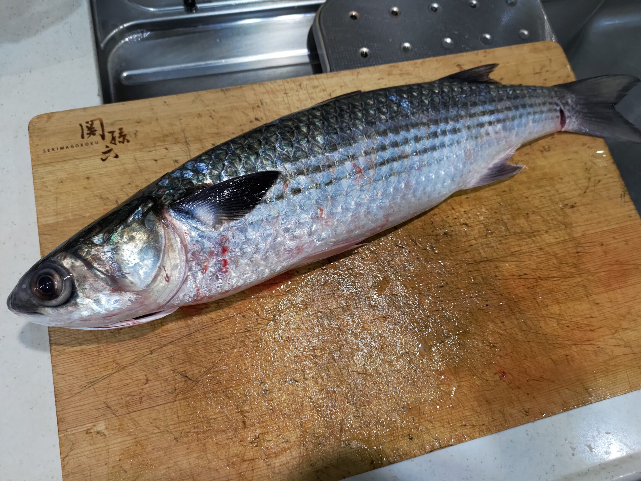 ボラは知られていない美味い魚【未利用魚の代表格】 | ヌローライフ
