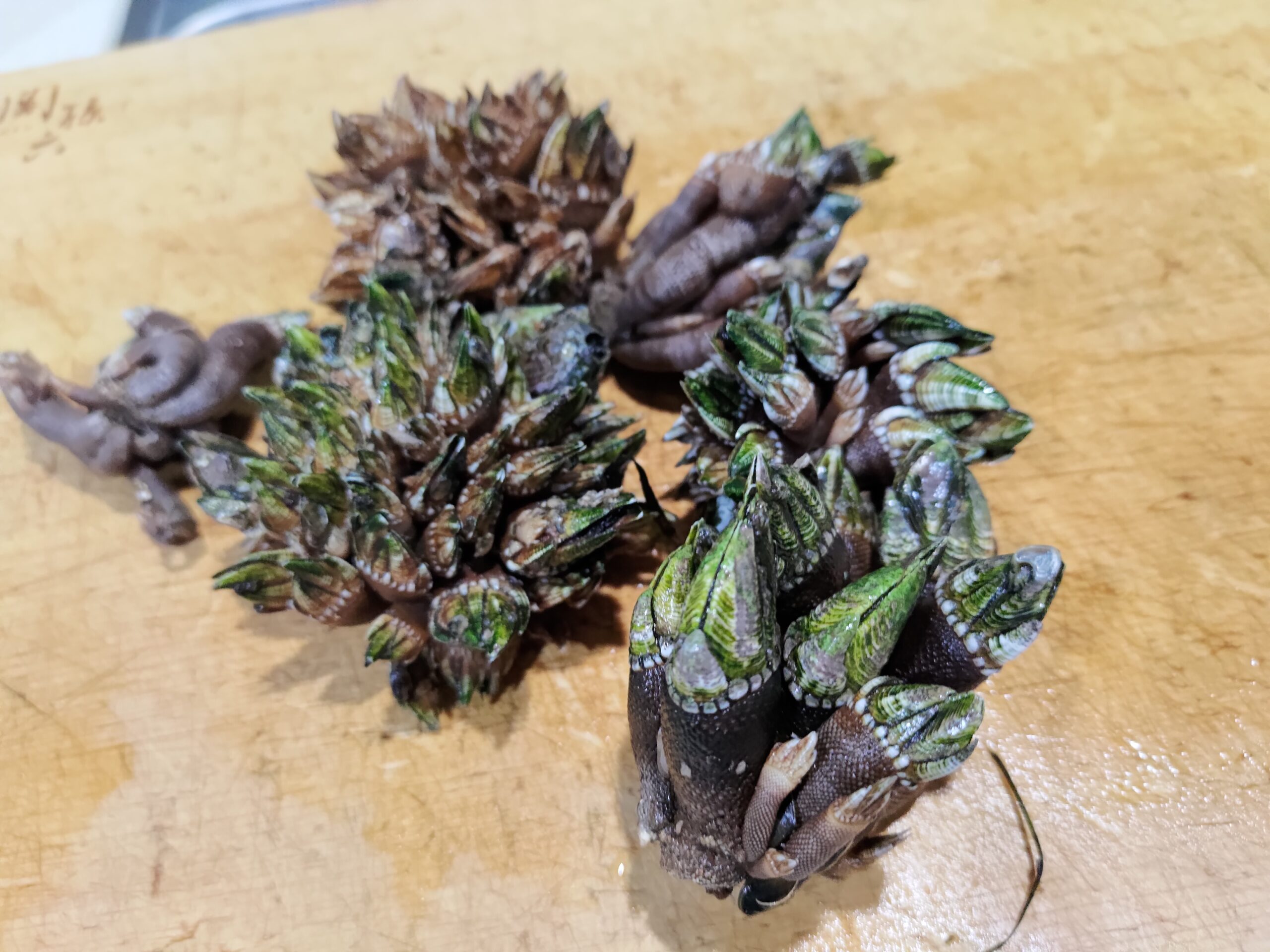 カニの味 貝の食感 不思議生物カメノテ食べてみた ヌローライフ