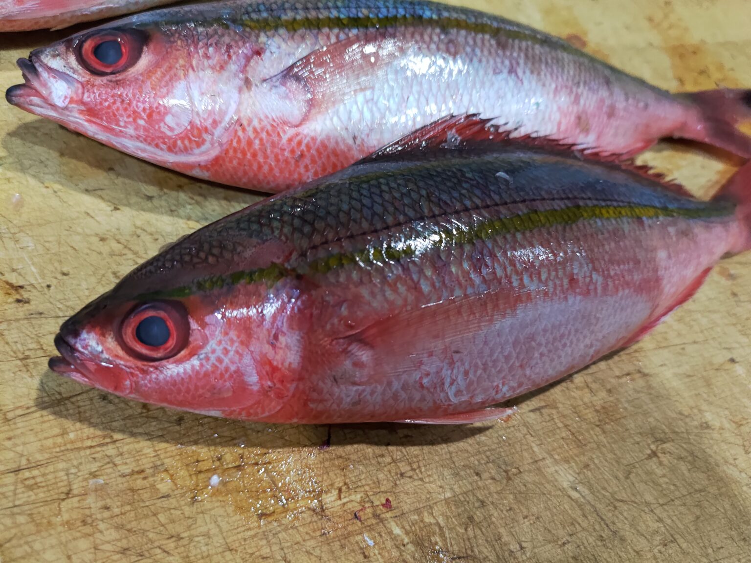 沖縄県の県魚「グルクン」ことタカサゴを食べ尽くす! | ヌローライフ