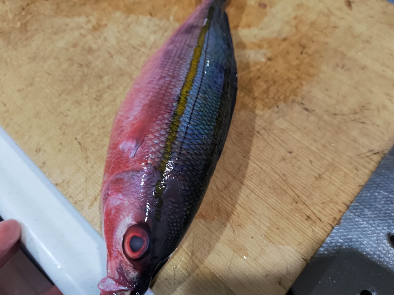 沖縄県の県魚「グルクン」ことタカサゴを食べ尽くす! | ヌローライフ