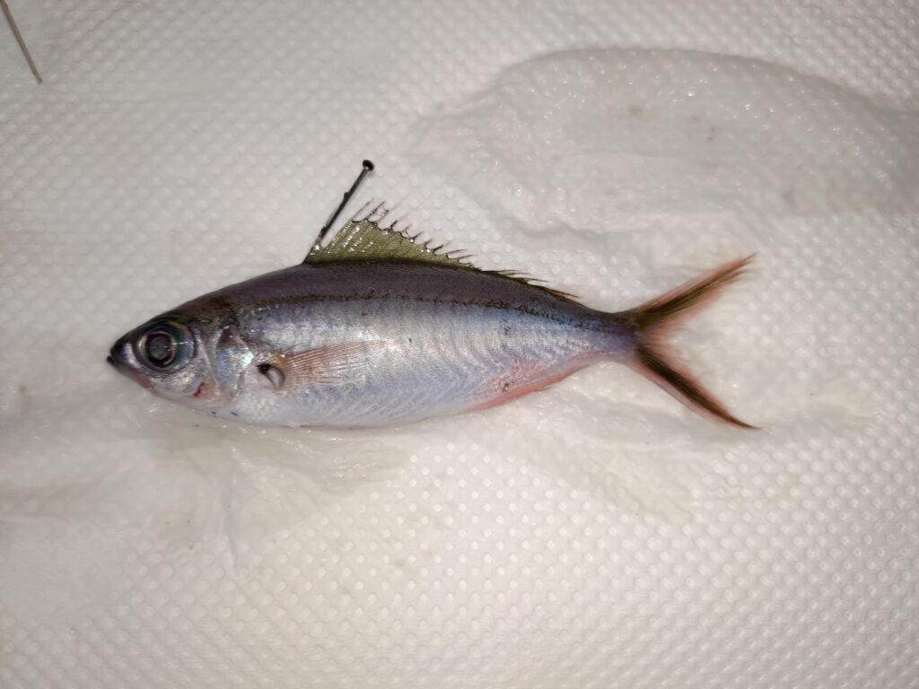 沖縄県の県魚「グルクン」ことタカサゴを食べ尽くす! | ヌローライフ