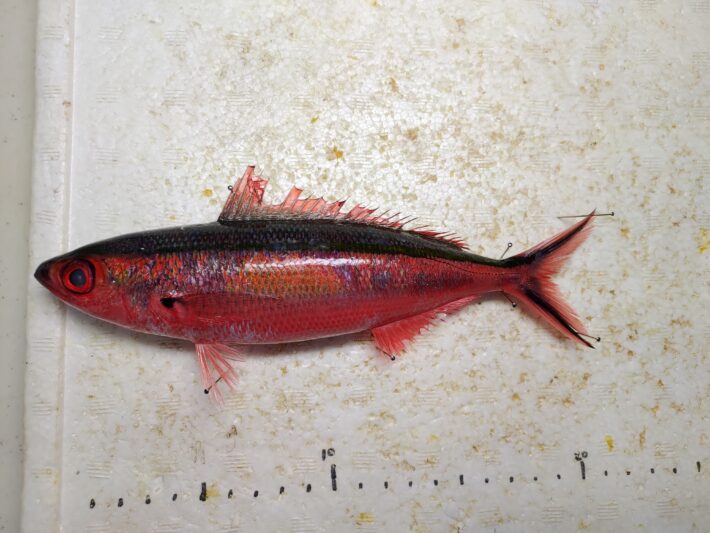 沖縄県の県魚「グルクン」ことタカサゴを食べ尽くす! | ヌローライフ
