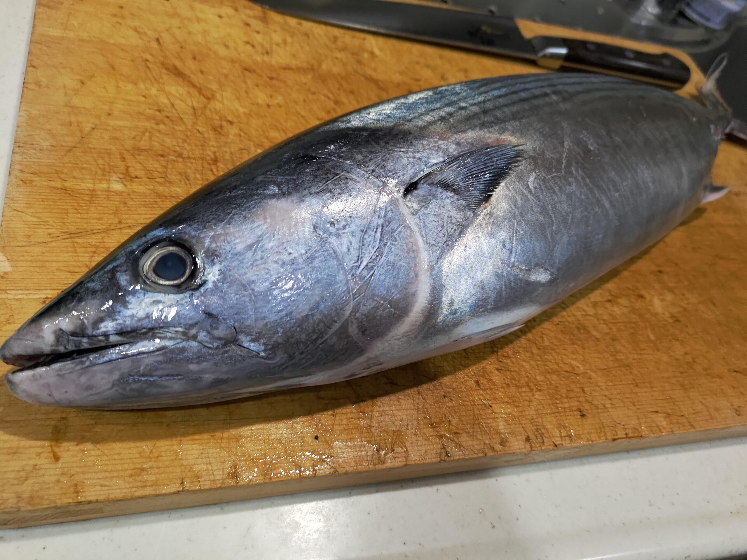 秋に美味しいのは戻りガツオだけじゃない 秋に食べたいカツオ ハガツオ ヌローライフ